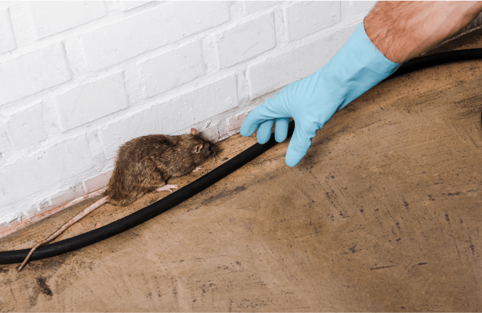 The Importance of Animal Trapping Services and Professional Rodent Consultants Services for Safe Property Management