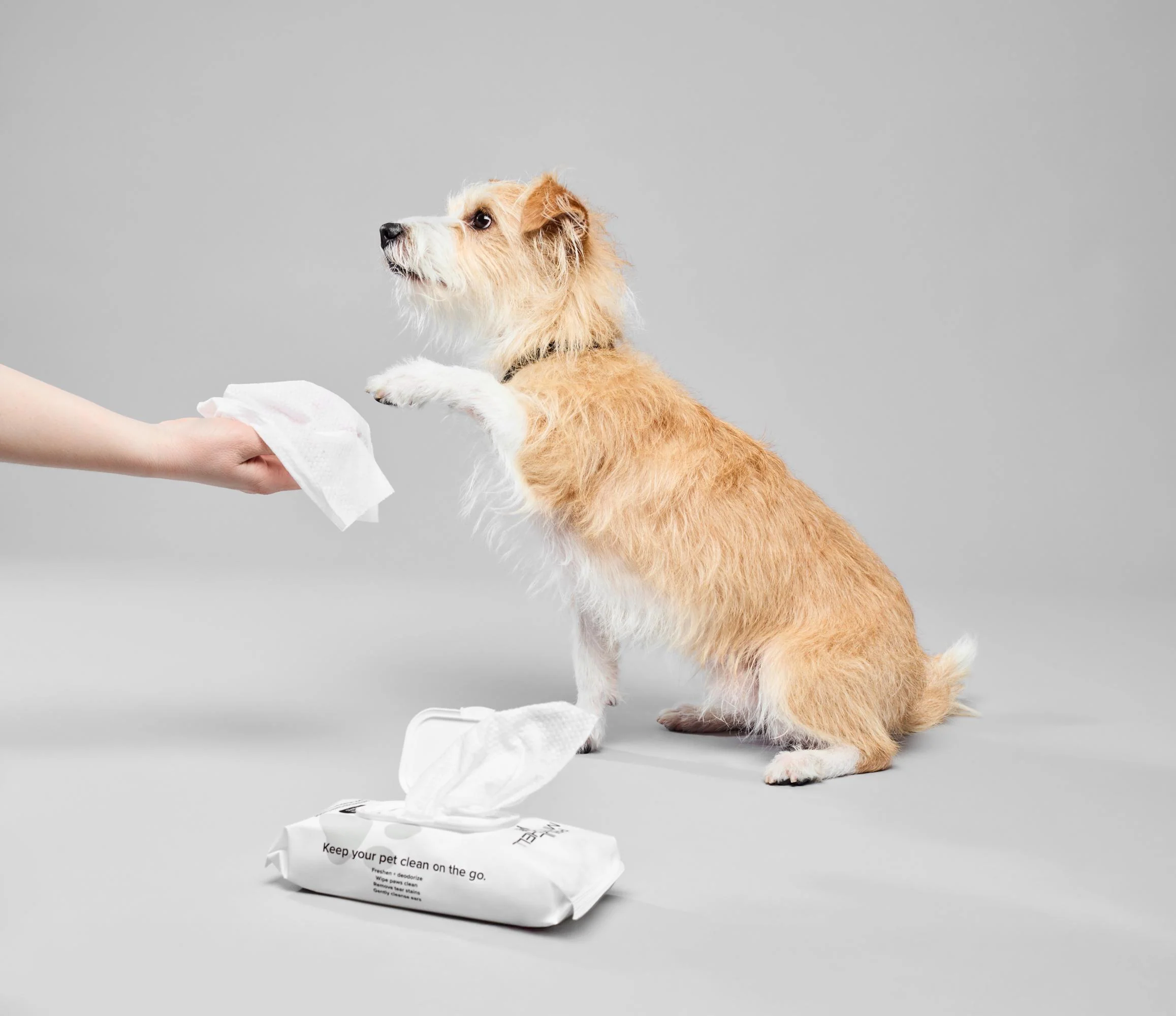 Why Dog Wipes Are Essential for Modern Pet Care