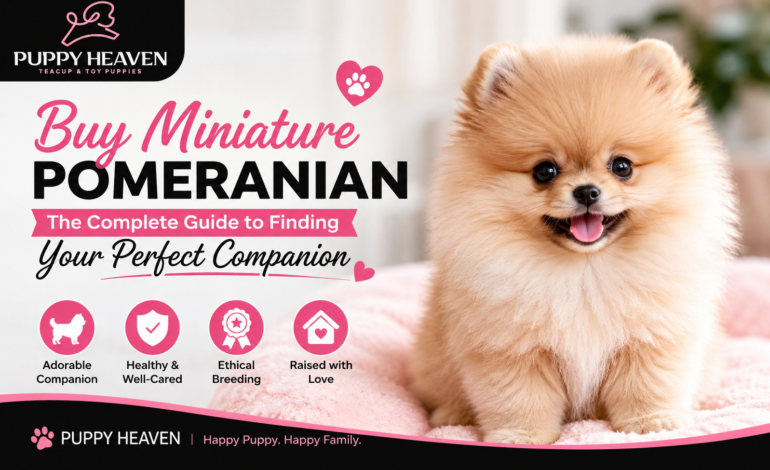 Buy Miniature Pomeranian