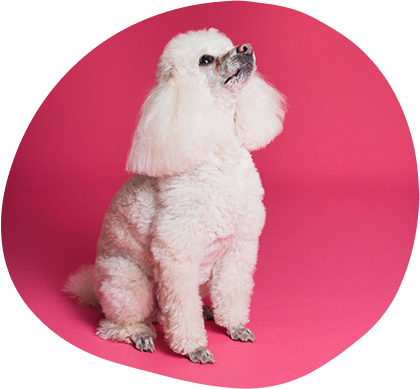 Best Dog Haircuts and Grooming Styles in Dubai for Every Breed