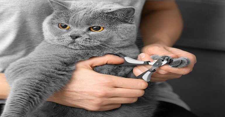 Cat Nail Grooming Near Monrovia: Why Regular Nail Care Is Essential