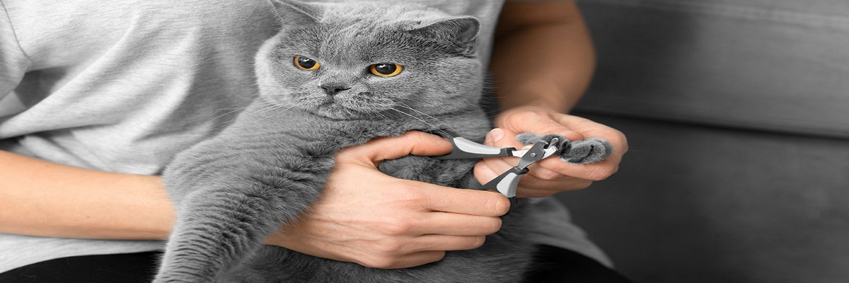 Cat Nail Grooming Near Monrovia: Why Regular Nail Care Is Essential