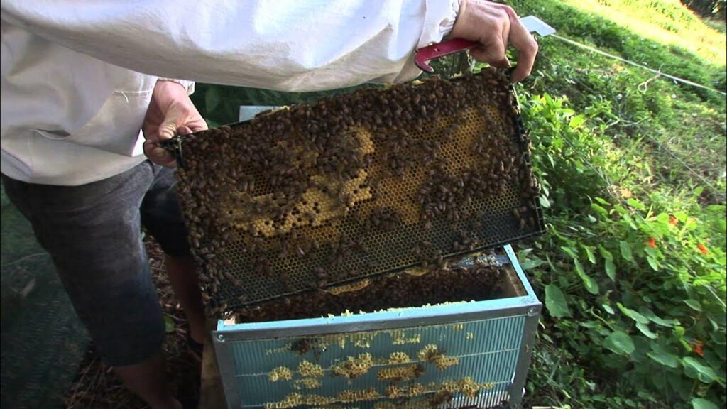 How to Prevent Bees From Nesting in Outdoor Storage Boxes