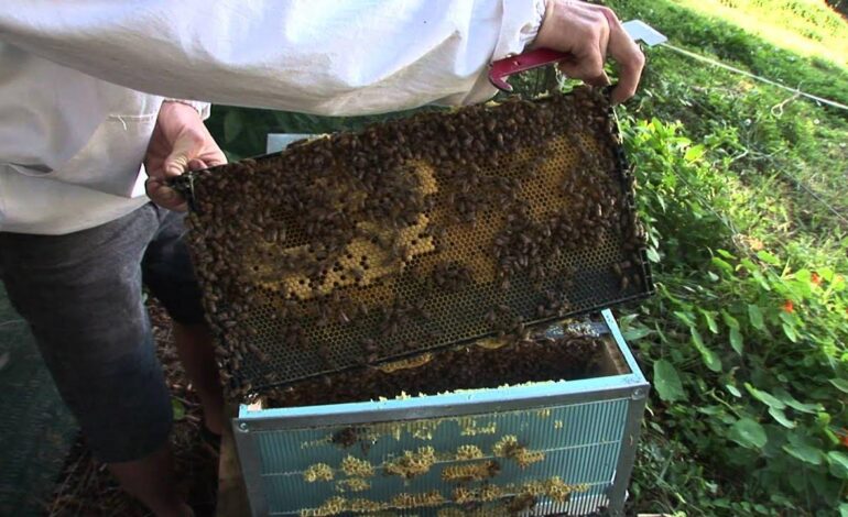How to Prevent Bees From Nesting in Outdoor Storage Boxes