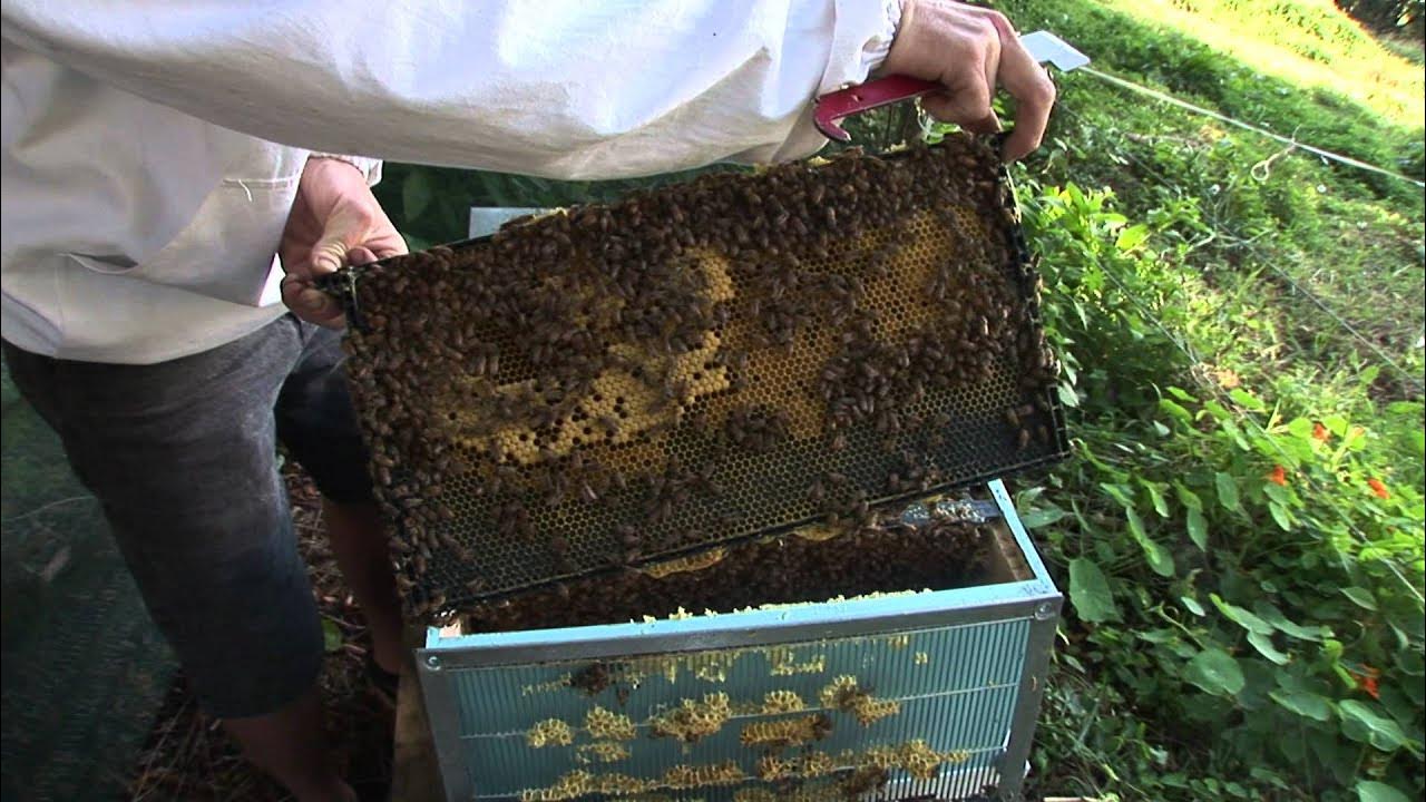 How to Prevent Bees From Nesting in Outdoor Storage Boxes