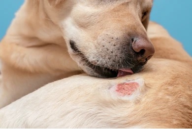 Fenbendazole 150 mg – Trusted Parasite Control for Animals