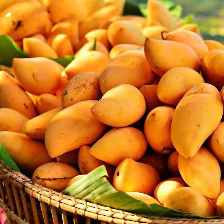 Buy Export Quality Chaunsa Mango
