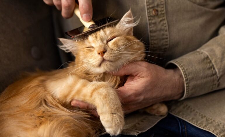 When Should You Take Your Pet to a Vet in Conroe TX?
