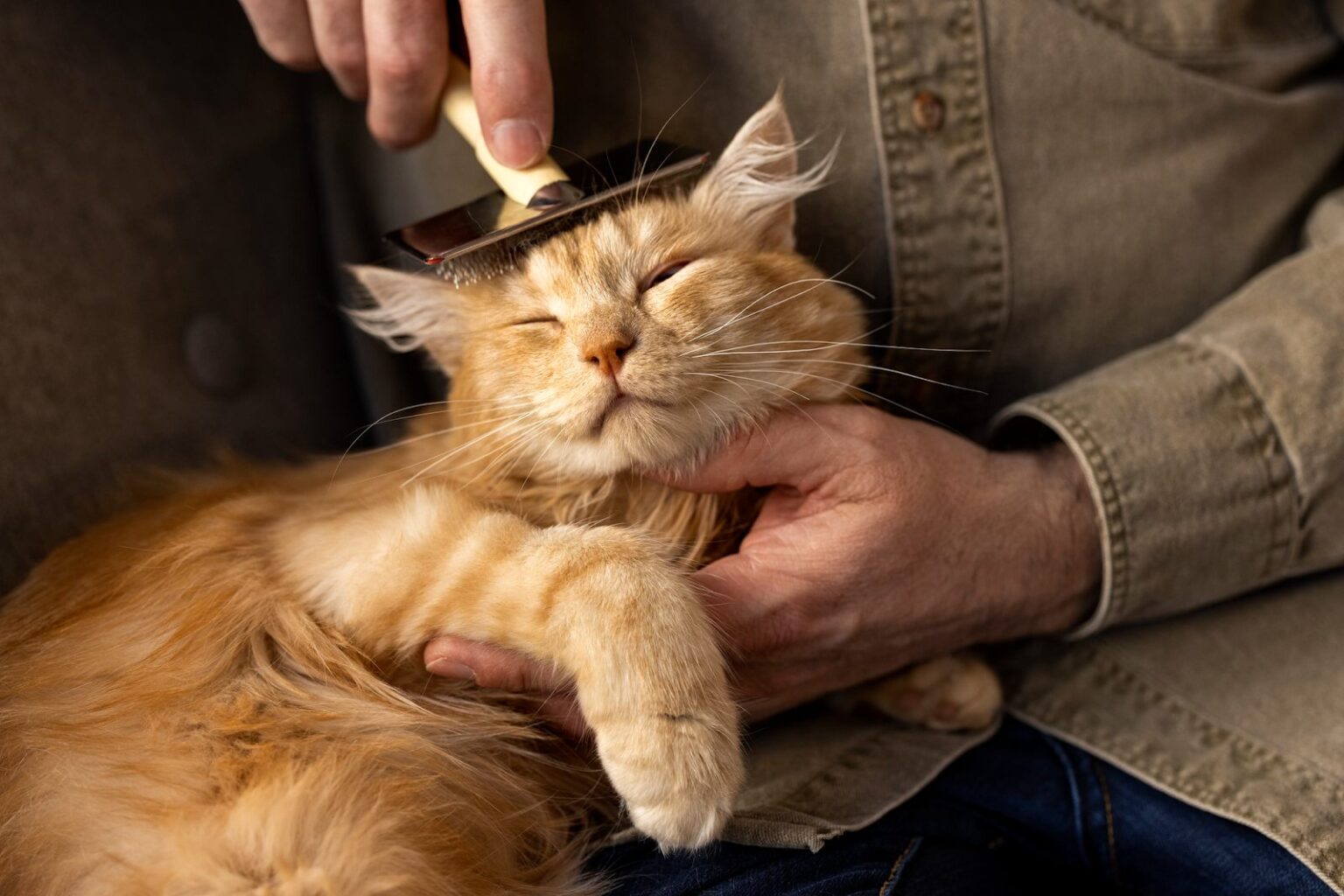 When Should You Take Your Pet to a Vet in Conroe TX?