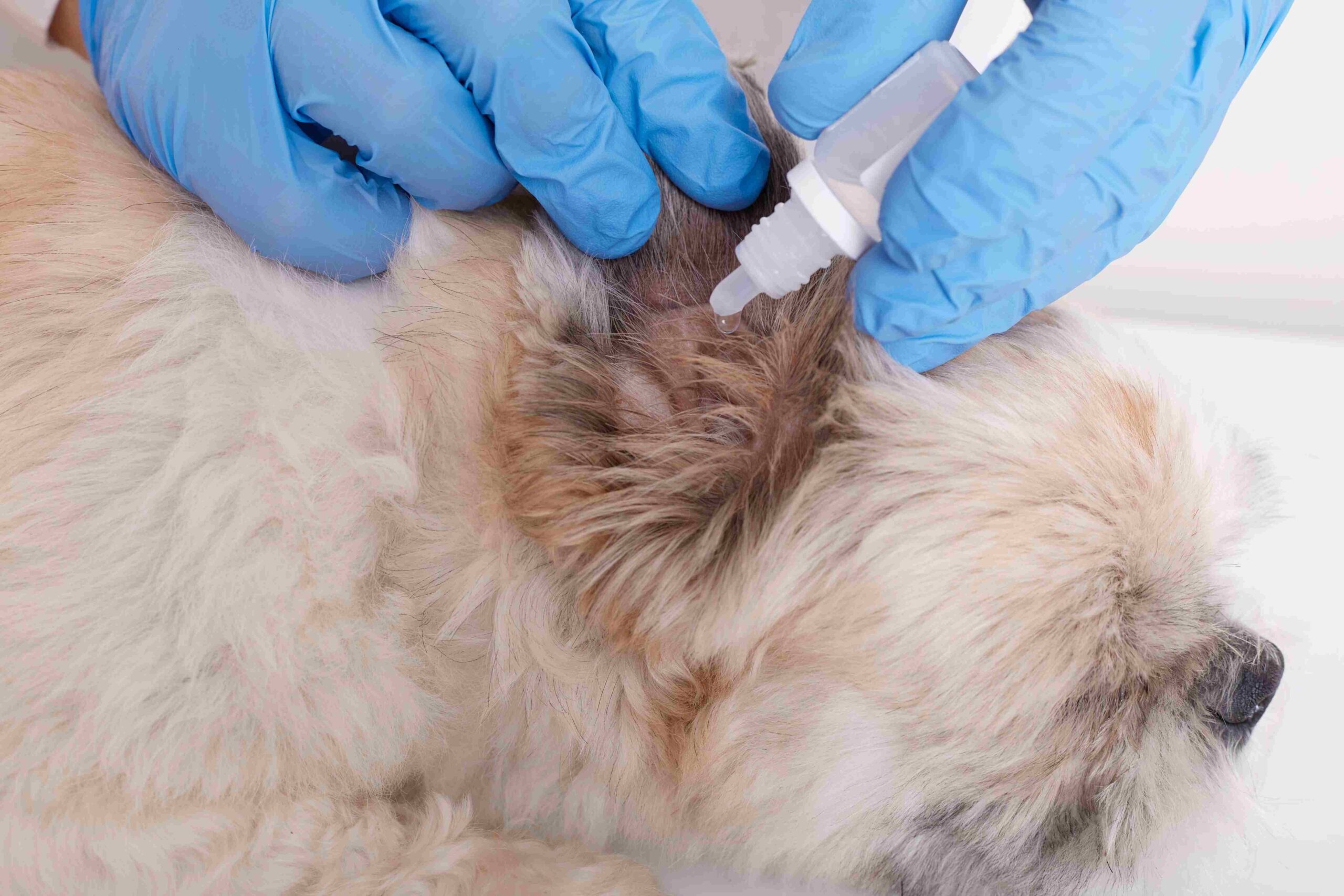 House Call Vet NYC: Services and What to Expect