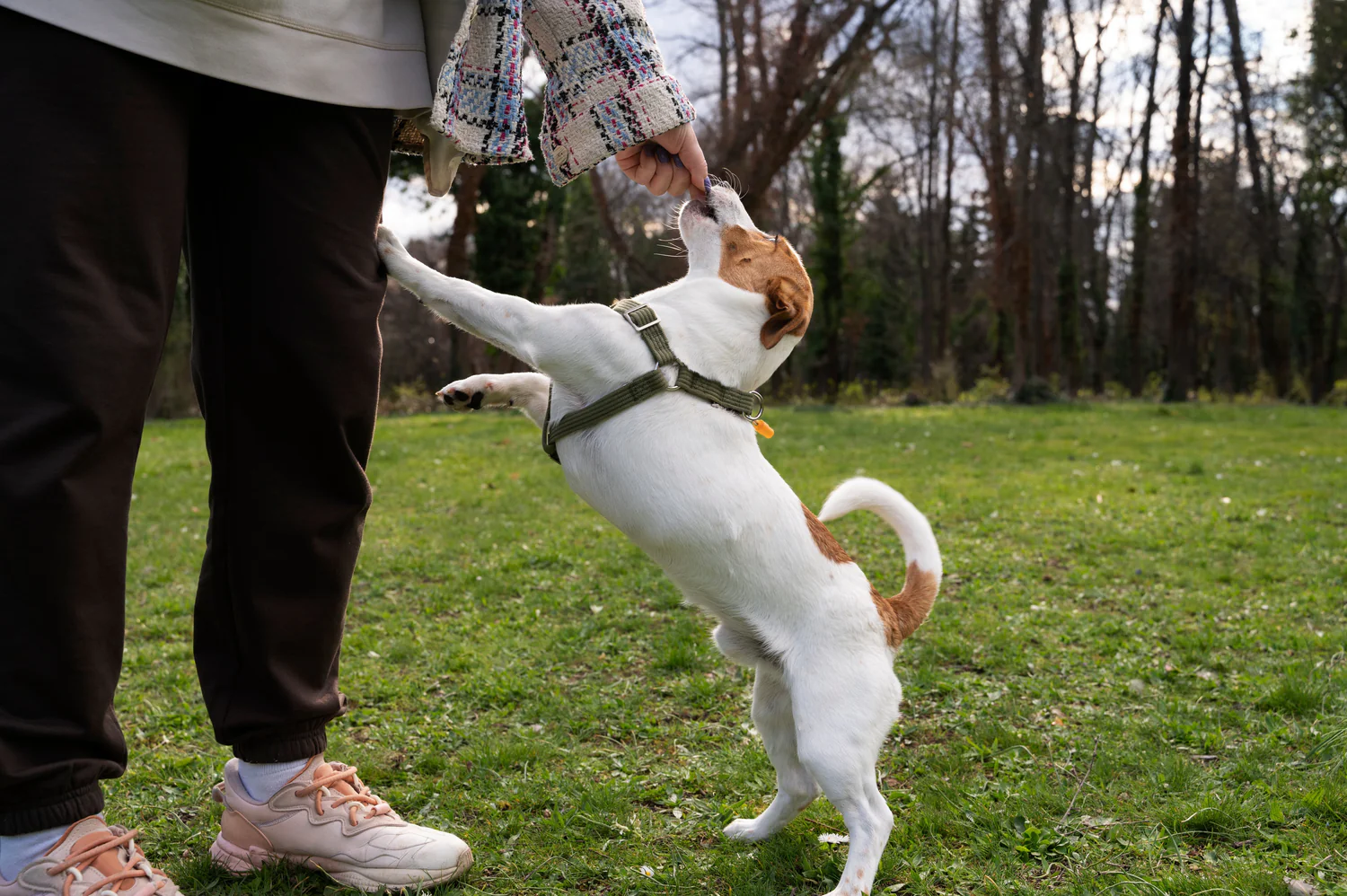 Understanding the Process to Buy a Therapy Dog