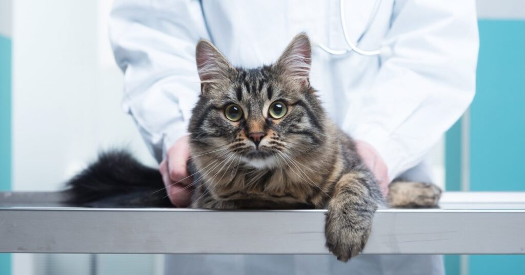 How Much Does Pet Aquamation Cost for Dogs and Cats 