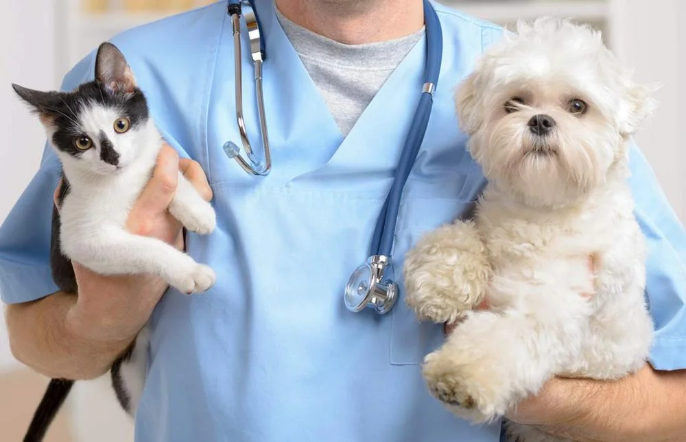 Benefits of Regular Pet Wellness Exams for Dogs and Cats